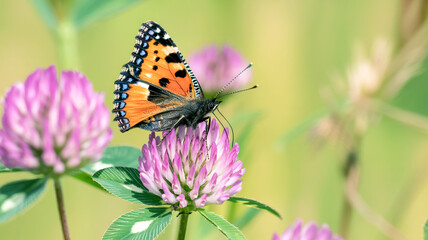 Obraz premium Orange Butterfly on Pink Clover Flower A Stunning Nature Close-Up