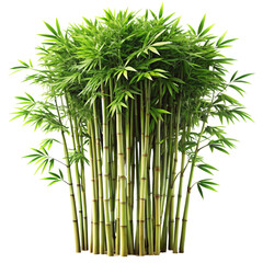 bamboo PNG, transparent background