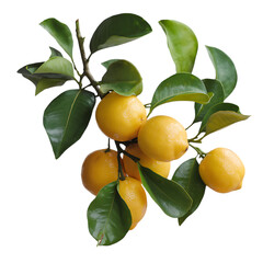 Fresh Lemons on a Branch