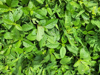 Lush green foliage covers the frame, showcasing a variety of plant leaves in different shapes and...