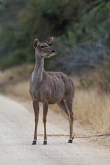 A kudu cow on the road