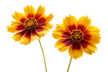two Coreopsis flowers on a white background