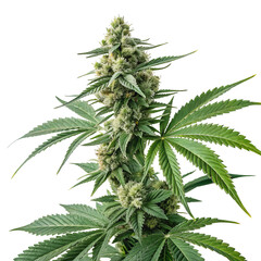 marijuana PNG, transparent background