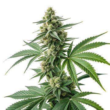 marijuana PNG, transparent background