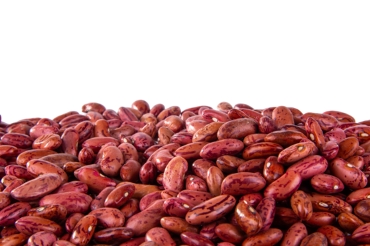  Uncooked Kidney bean or Red beans on white or transparent background