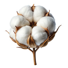 cotton plant PNG, transparent background