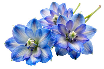 two Delphinium flowers on a white background