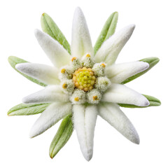 edelweiss flower PNG, transparent background
