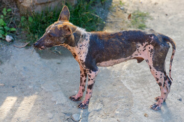Sick stray dog with severe mange standing on dirt path