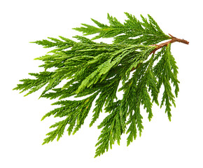 Gorgeous Green Cedar Needles Spread on White