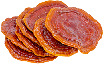 Pile of sliced lingzhi mushrooms showing reddish-brown concentric patterns isolated on white or transparent png