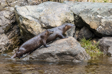Obraz premium The North American River Otter at Newfoundland.