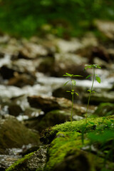 Young wild plants growing through moss on a rock near a forest stream, symbolizing life,...