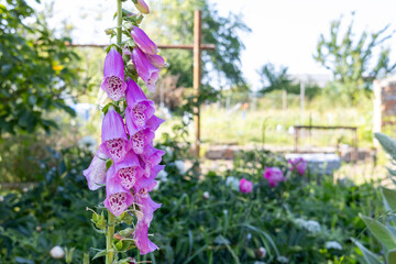 Purple foxglove flower blooming in garden with green background. Close-up of Digitalis plant. © Anastasiia