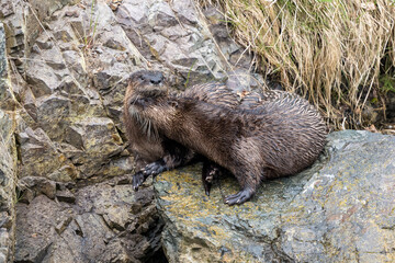 The North American River Otter at Newfoundland.