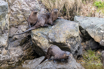 The North American River Otter at Newfoundland.