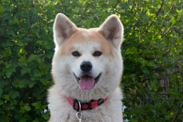 Horizontal portrait of dog of japanese breed akita inu with long white and red fluffy coat sitting outdoors on green grass on summer sunny day. The sun beautifully highlights