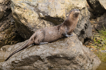 The North American River Otter at Newfoundland.