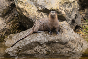 The North American River Otter at Newfoundland.