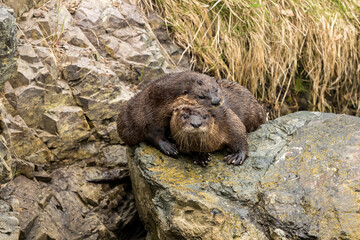 The North American River Otter at Newfoundland.