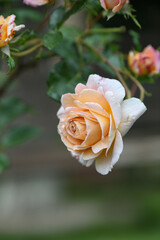 yellow rose on green background