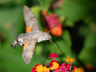 Hummingbird hawk-moth