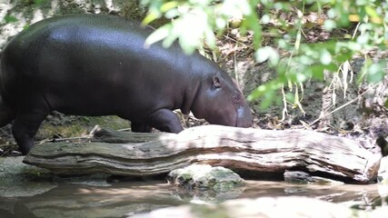 Pygmy hippopotamus walking on forest floor among fallen logs, tropical vegetation in natural habit
