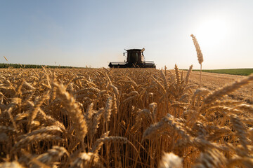 Harvester working in wheatfield at sunset.