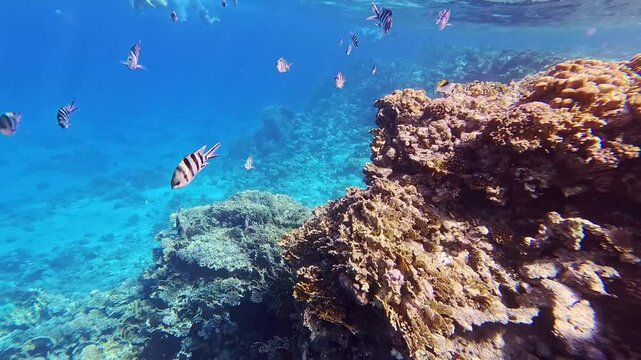 Snorkeling with the school of fish (Indo-Pacific sergeant - Abudefduf vaigiensis) and tropical coral reef. Underwater video with the fish and corals. Marine life and fish, travel footage.