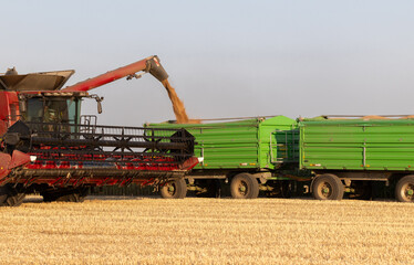 Combine harvesters transferring freshly harvested wheat to tractor-trailer