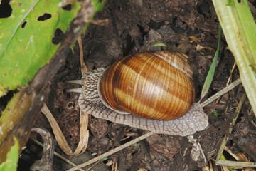 Weinbergschnecke, Helix pomatia,  Helix spp.