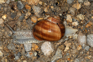 Weinbergschnecke, Helix pomatia,  Helix spp.