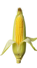 Ear of corn with husk partially peeled back, revealing yellow kernels, isolated on transparent background. Food ingredients, markets and agriculture. Healthy diet, vegan and vegetarian food