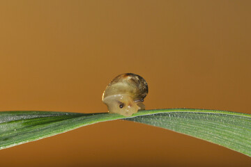 Gemeine Bernsteinschnecke,  Succinea putris
