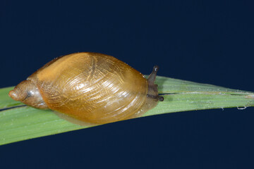 Gemeine Bernsteinschnecke,  Succinea putris