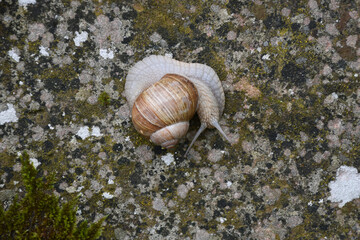 Weinbergschnecke, Helix pomatia,  Helix spp.