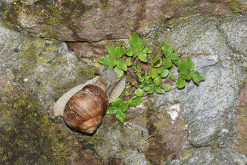 Weinbergschnecke, Helix pomatia,  Helix spp.