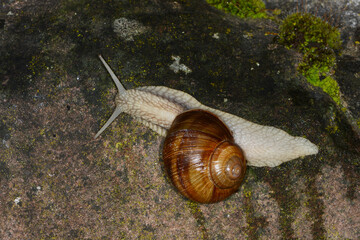 Weinbergschnecke, Helix pomatia,  Helix spp.