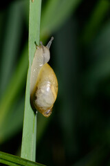 Gemeine Bernsteinschnecke,  Succinea putris