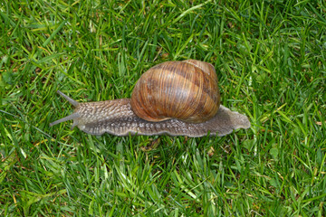 Weinbergschnecke, Helix pomatia,  Helix spp.