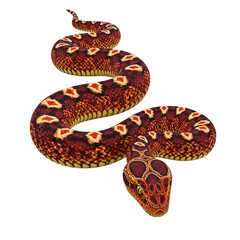 snake on white background