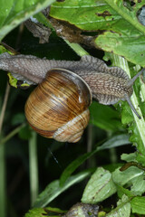 Weinbergschnecke, Helix pomatia,  Helix spp.