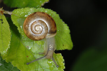 Weinbergschnecke, Helix pomatia,  Helix spp.