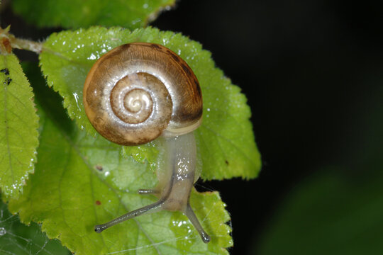 Weinbergschnecke, Helix pomatia,  Helix spp.