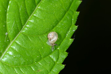 Weinbergschnecke, Helix pomatia,  Helix spp.