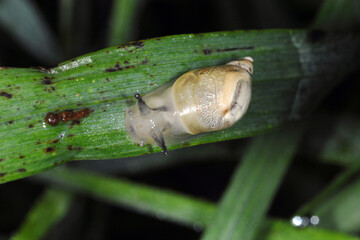 Gemeine Bernsteinschnecke,  Succinea putris
