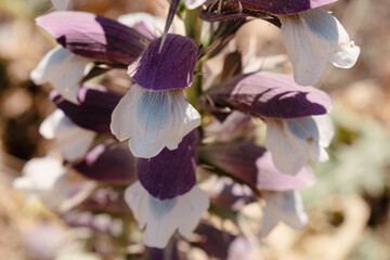 Acanthus flower in warm Mediterranean climate, nectar source for butterflies, plant Bears breeches