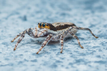 Jumping spider walking on a textured surface
