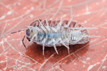 Common rough woodlouse crawling on red surface