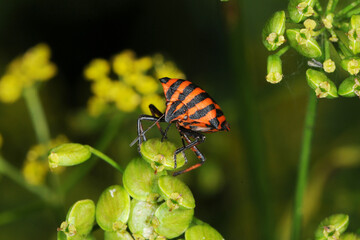 Baumwanze,  Streifenwanze, Graphosoma lineatum